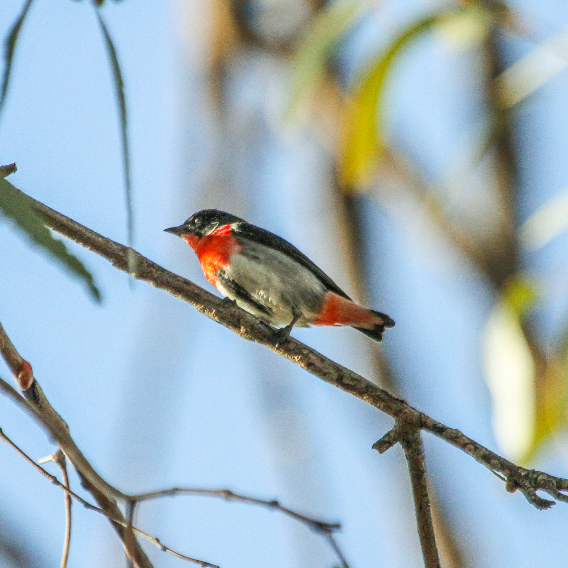 Mistletoebird
