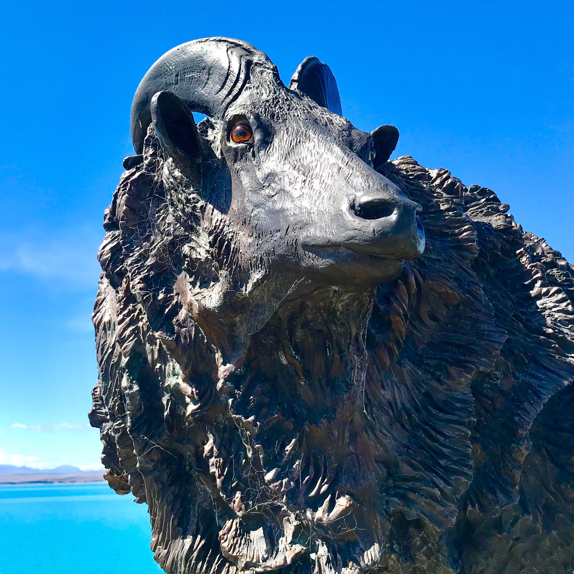 Thar introduced in Canterbury