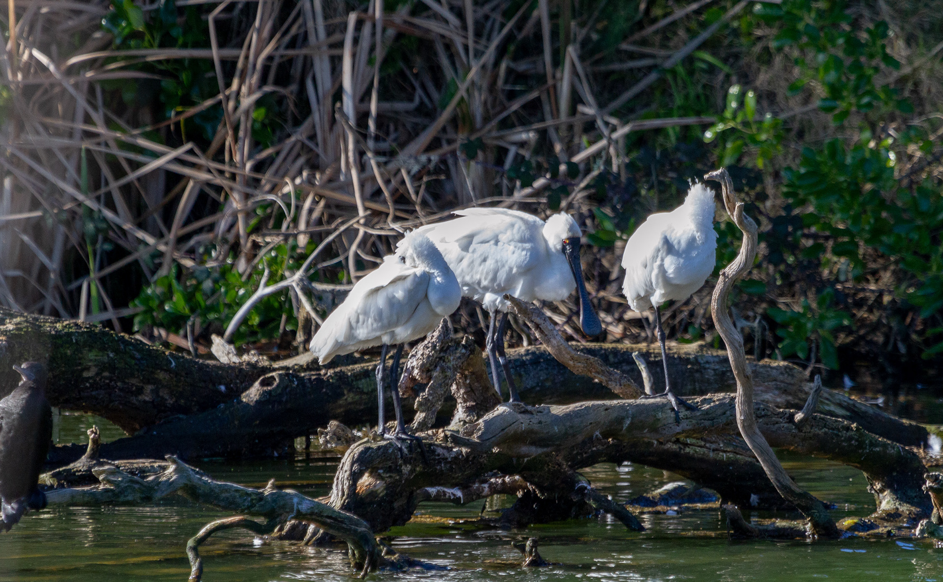 Spoonbill