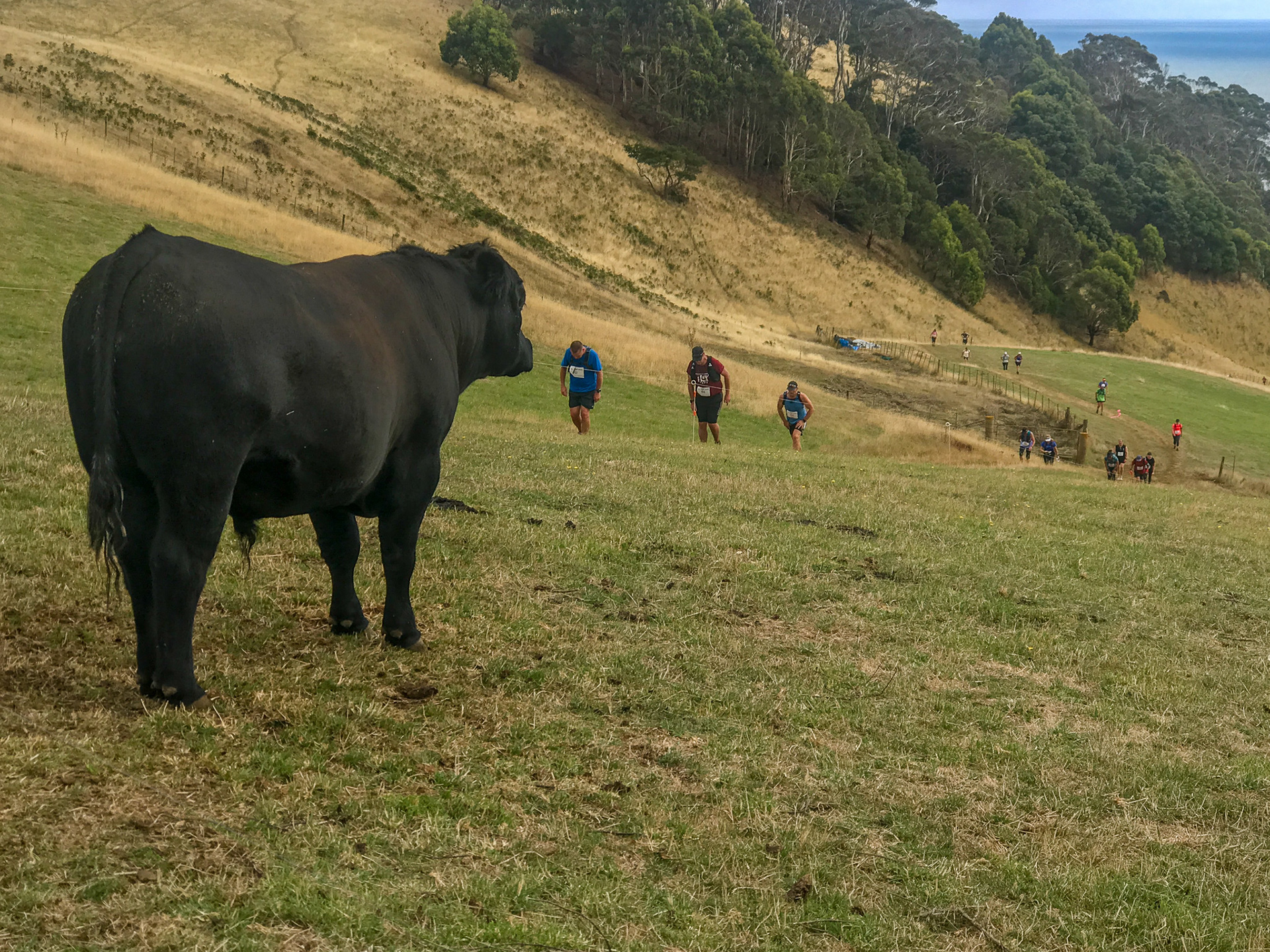Bull surveying his domain