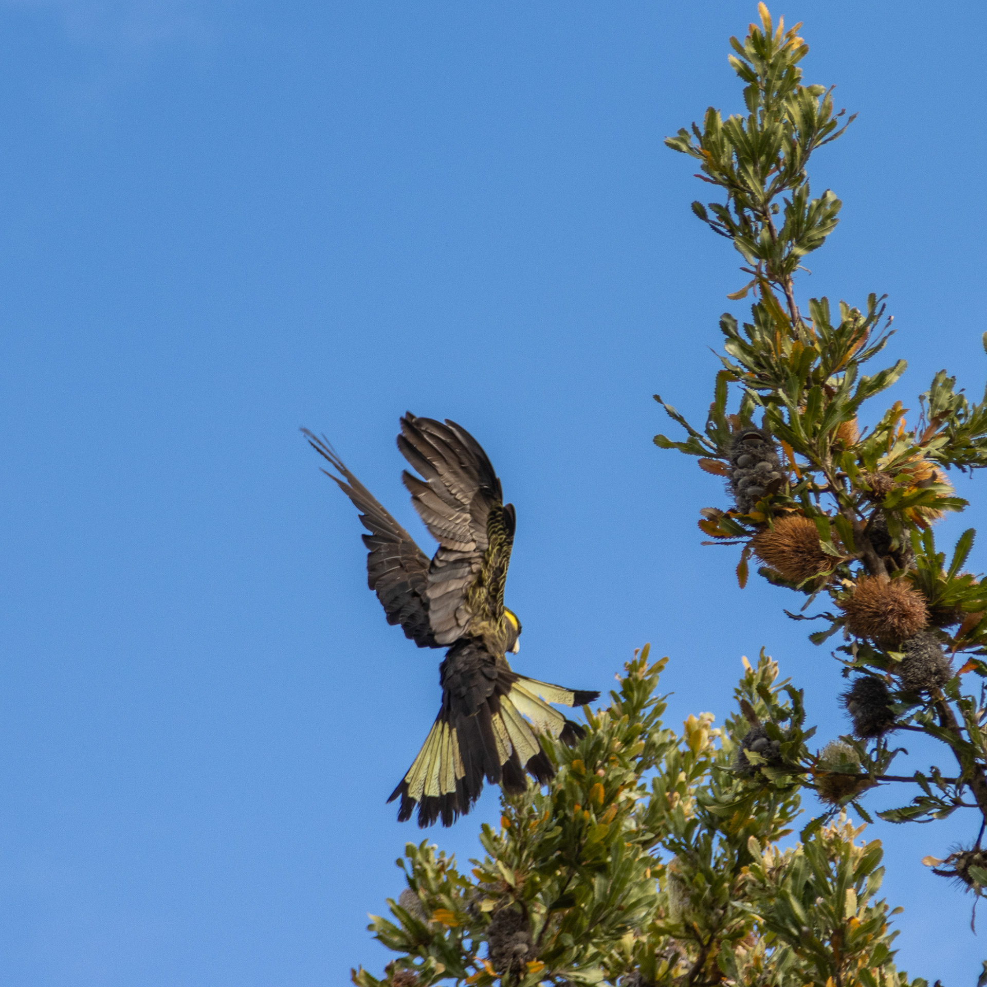 Yellow-tail Black Cockatoo