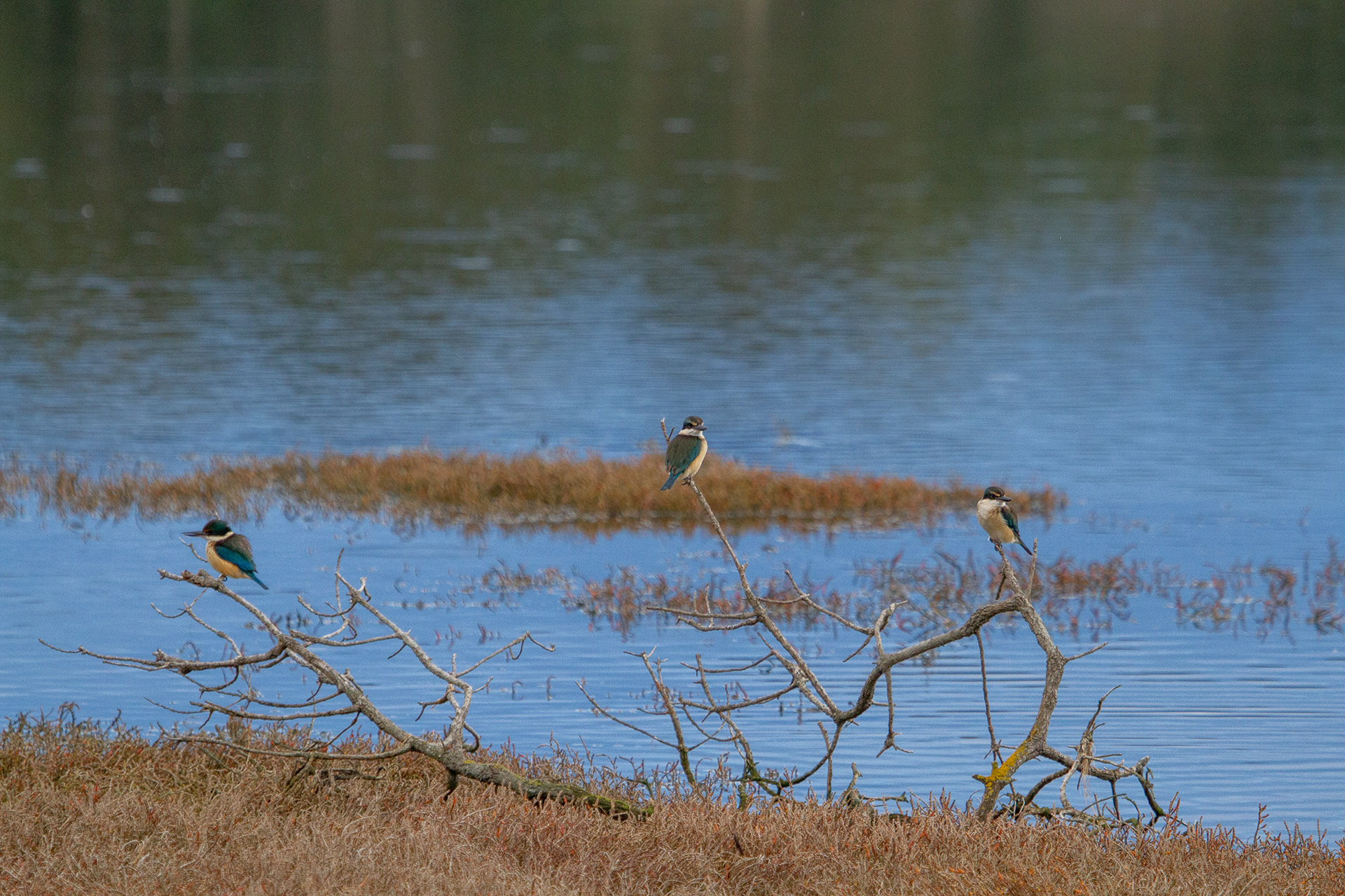 Sacred Kingfisher
