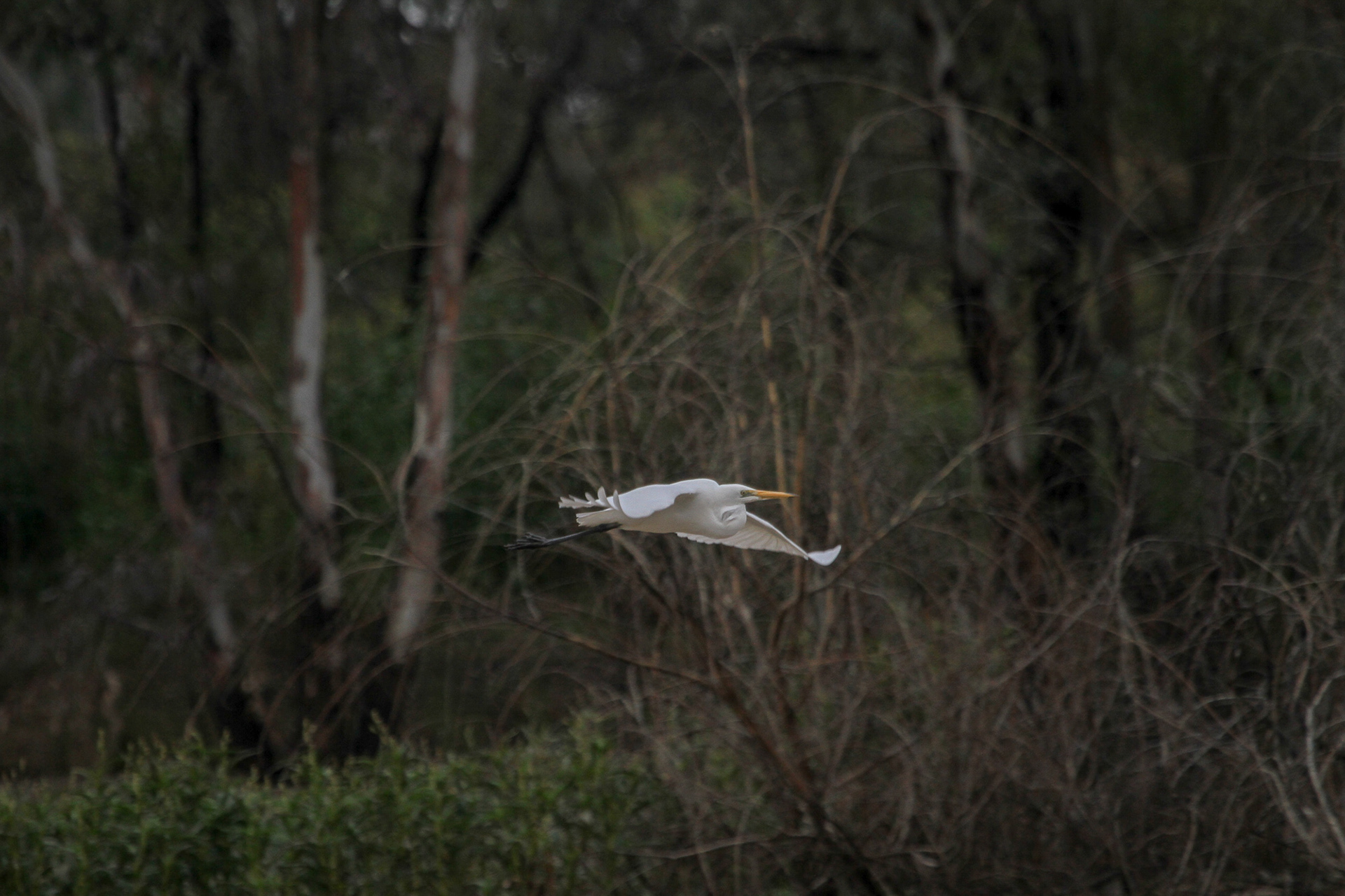 Great Egret