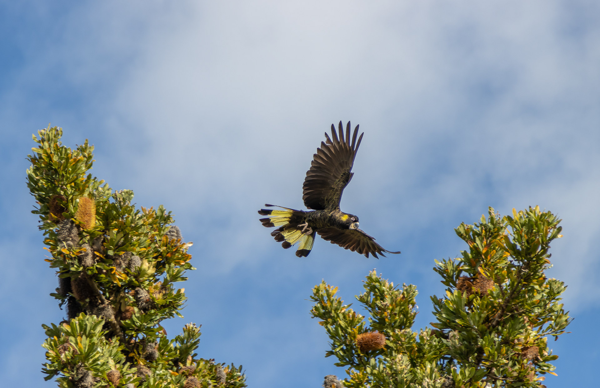 Yellow-tail Black Cockatoo