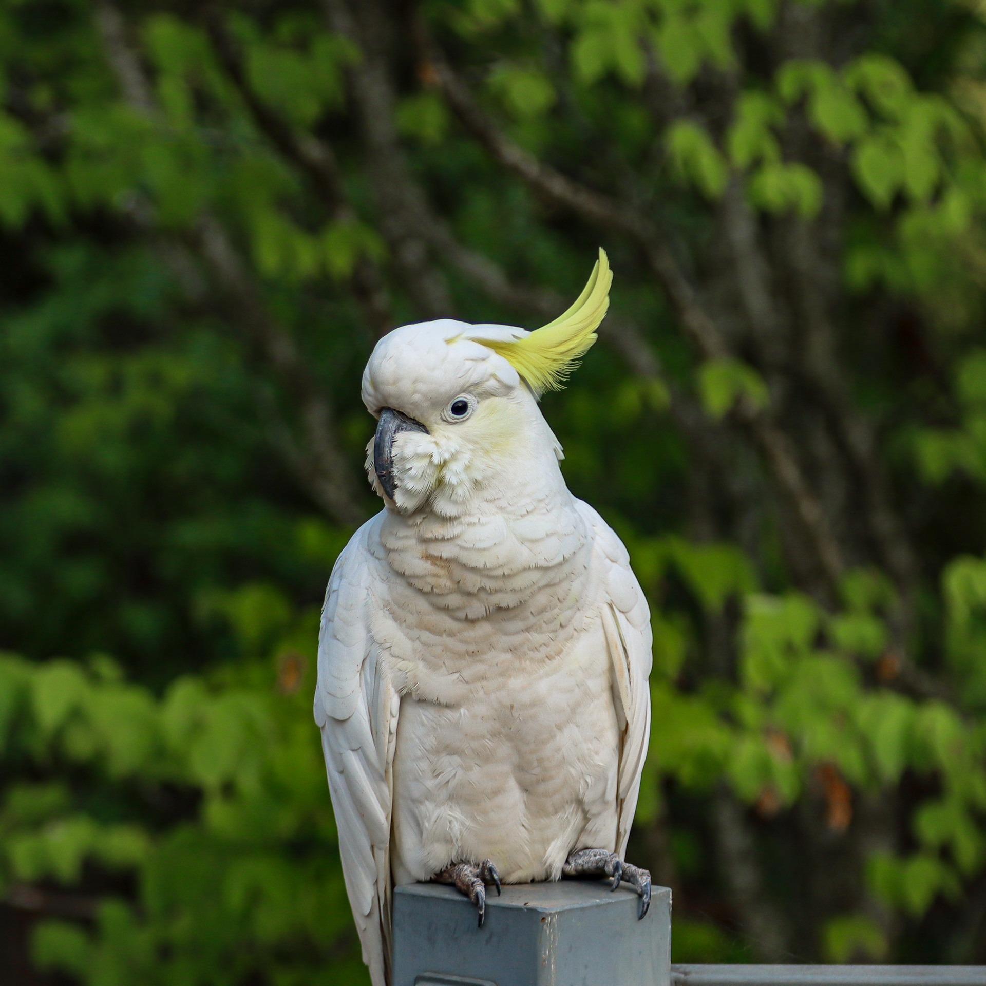 Cockatoo