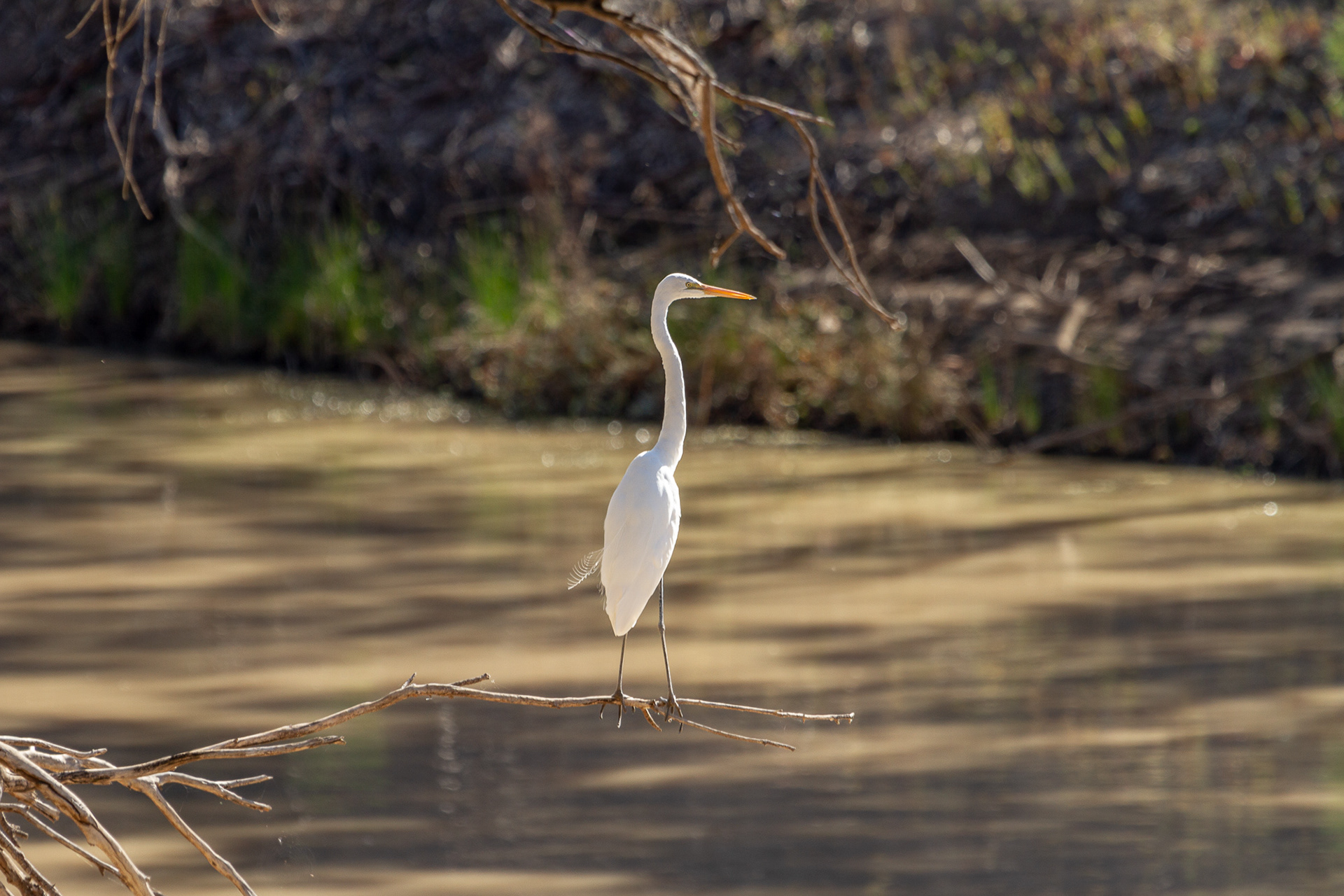 Great Egret