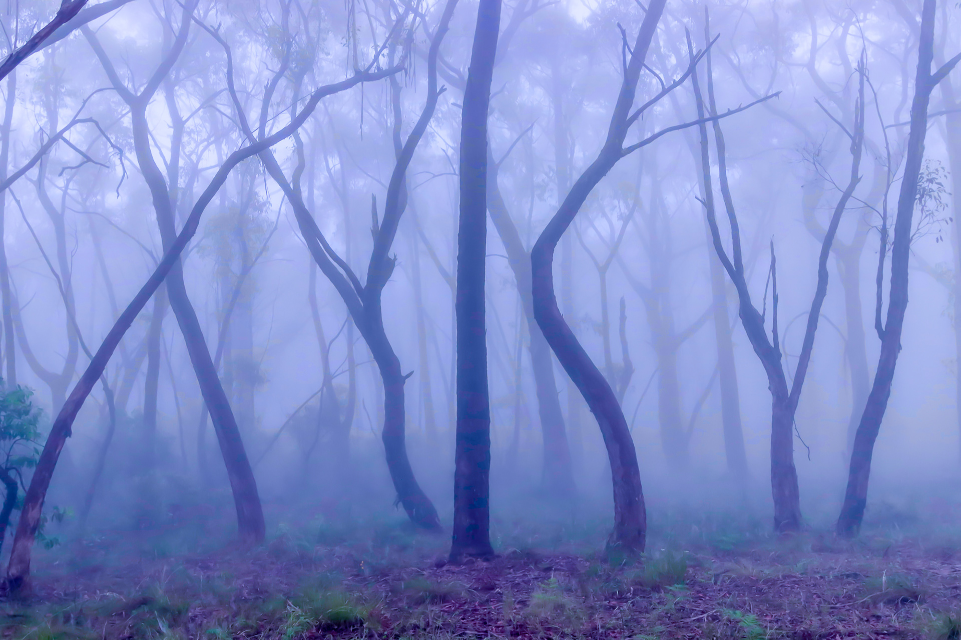 Misty Forest at Blackheath