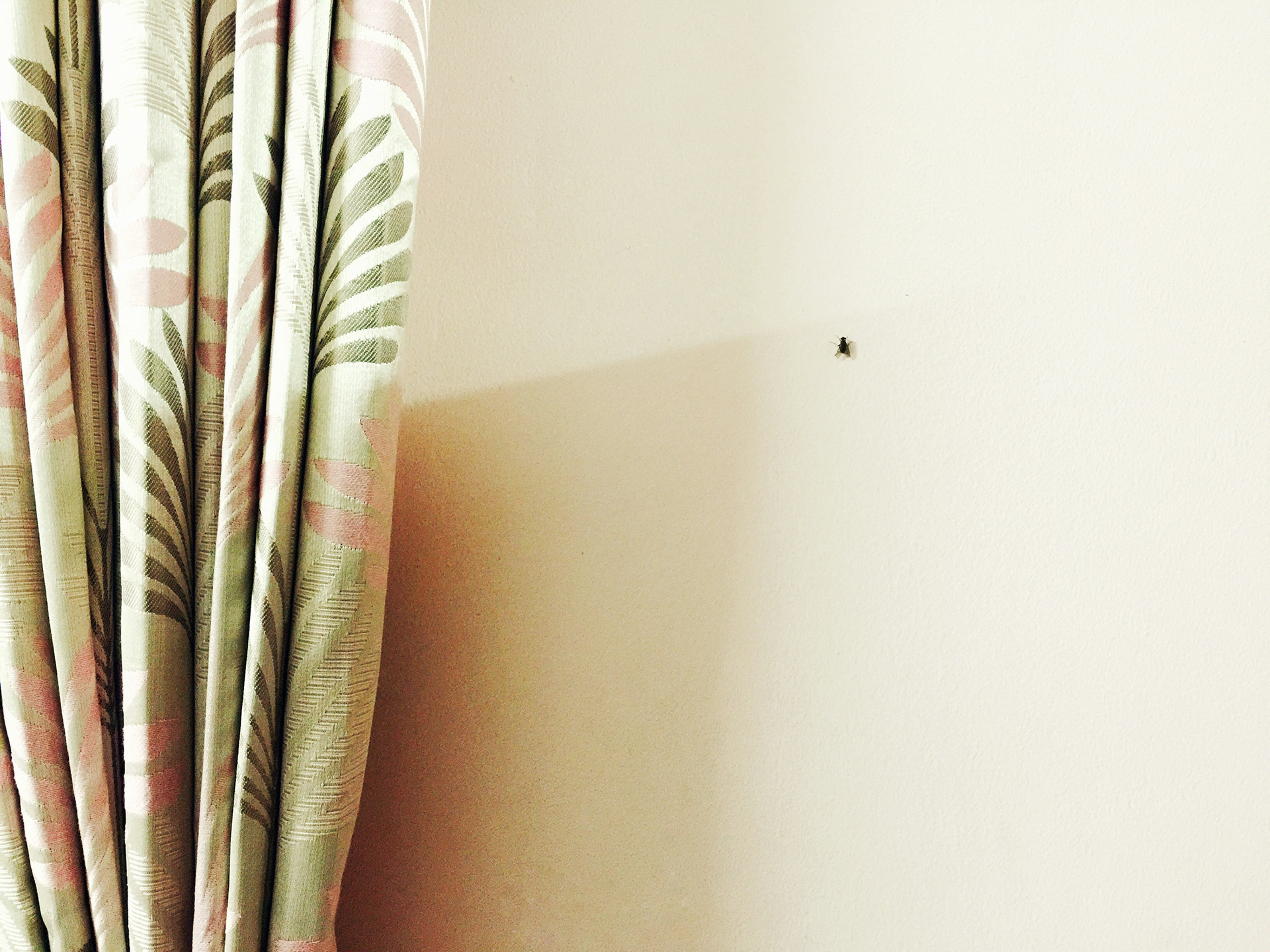 Housefly. Mangalore, 2016