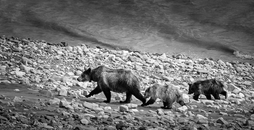 Grizzlies on shore of Lake Sherburne in Glacier National Park