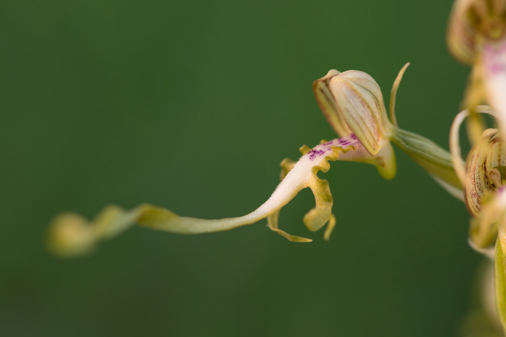 the bloom of a lizard orchid