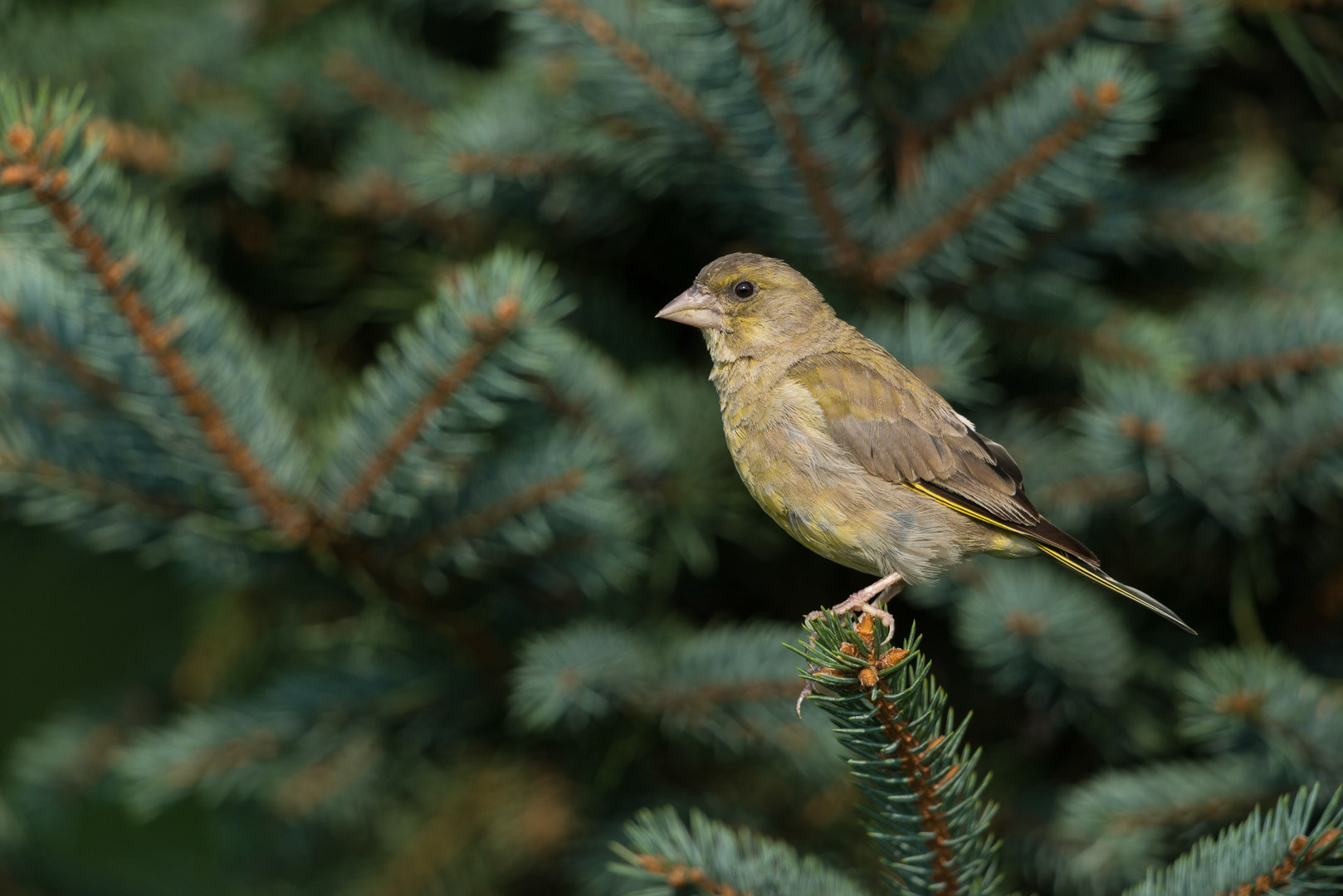 European greenfinch sitting on a branch