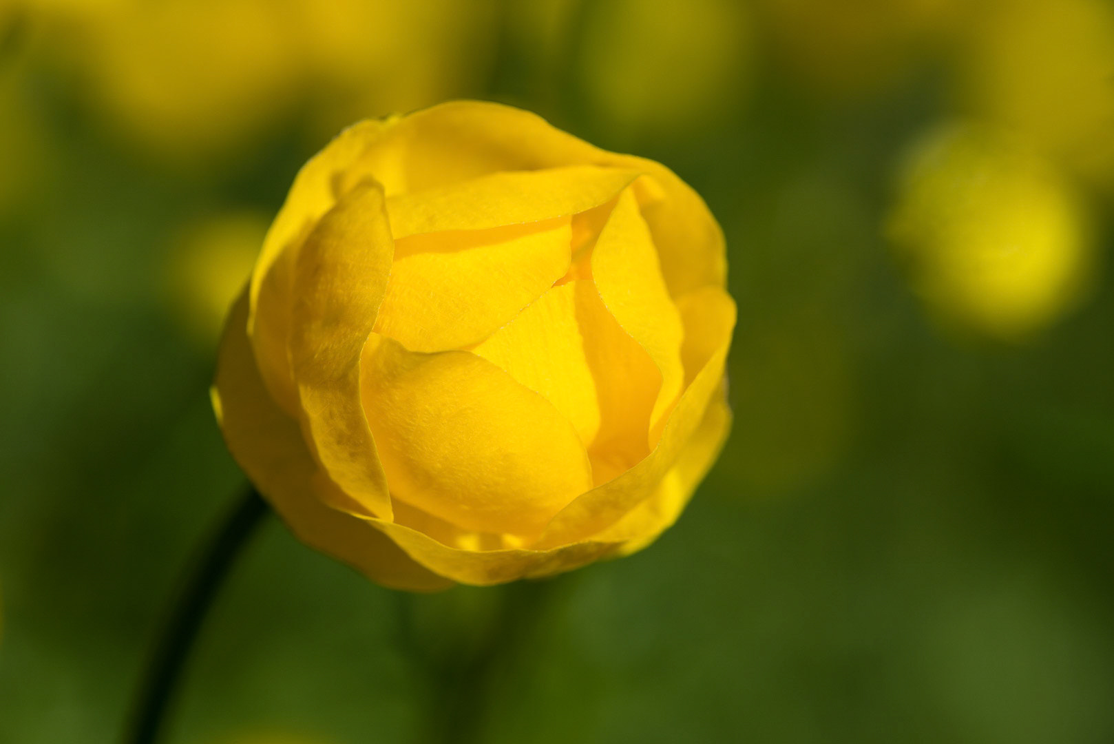 The bloom of an european globeflower