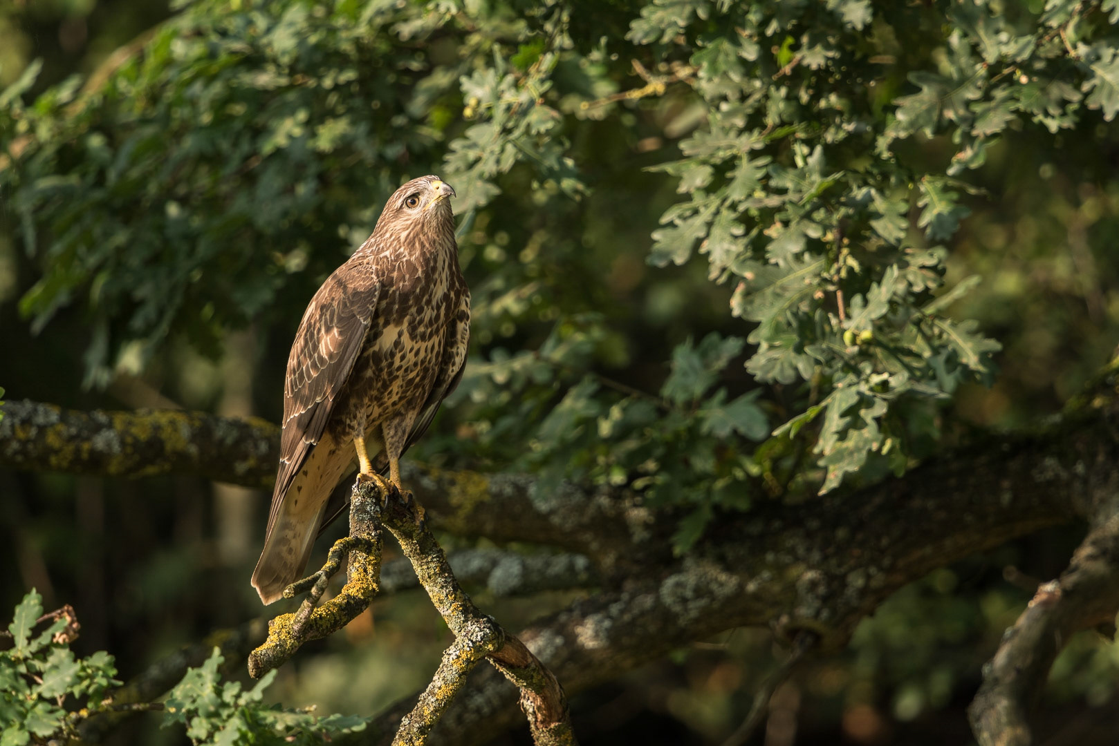 Common buzzard sitting on a branch
