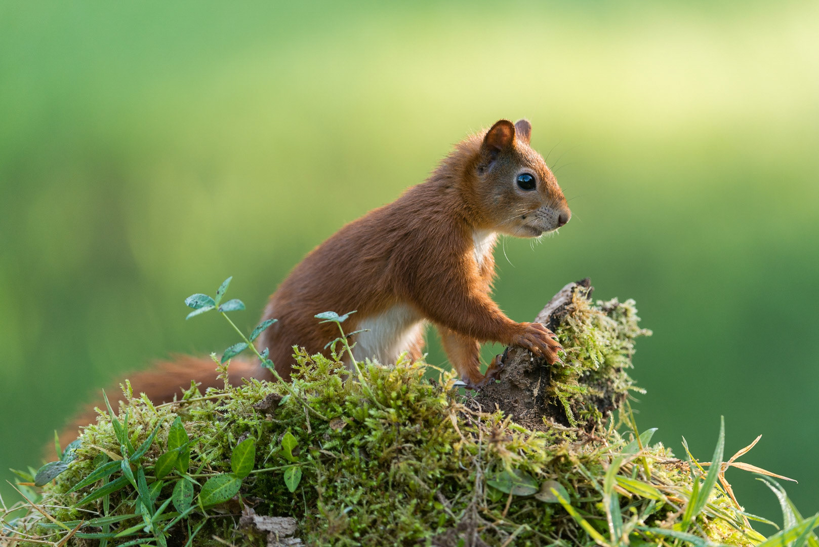 Eurasian red squirrel sitting  on a stump of a tree