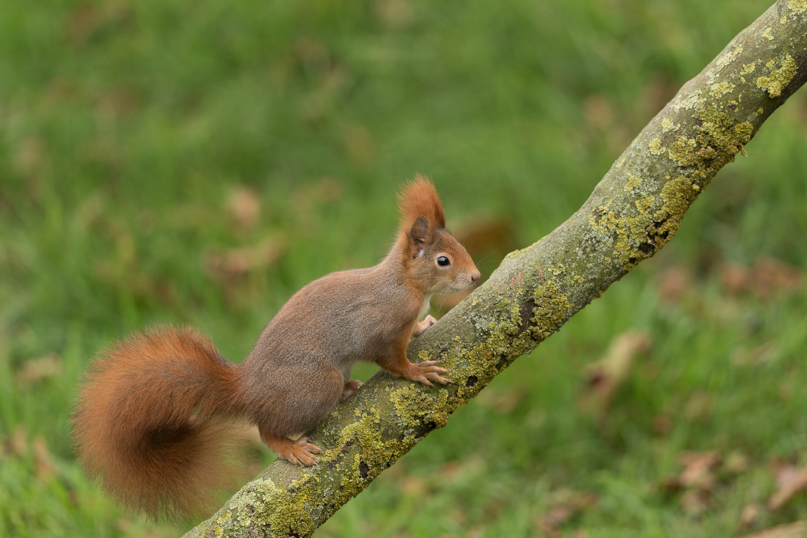 Eurasian red squirrel on a tree trunk