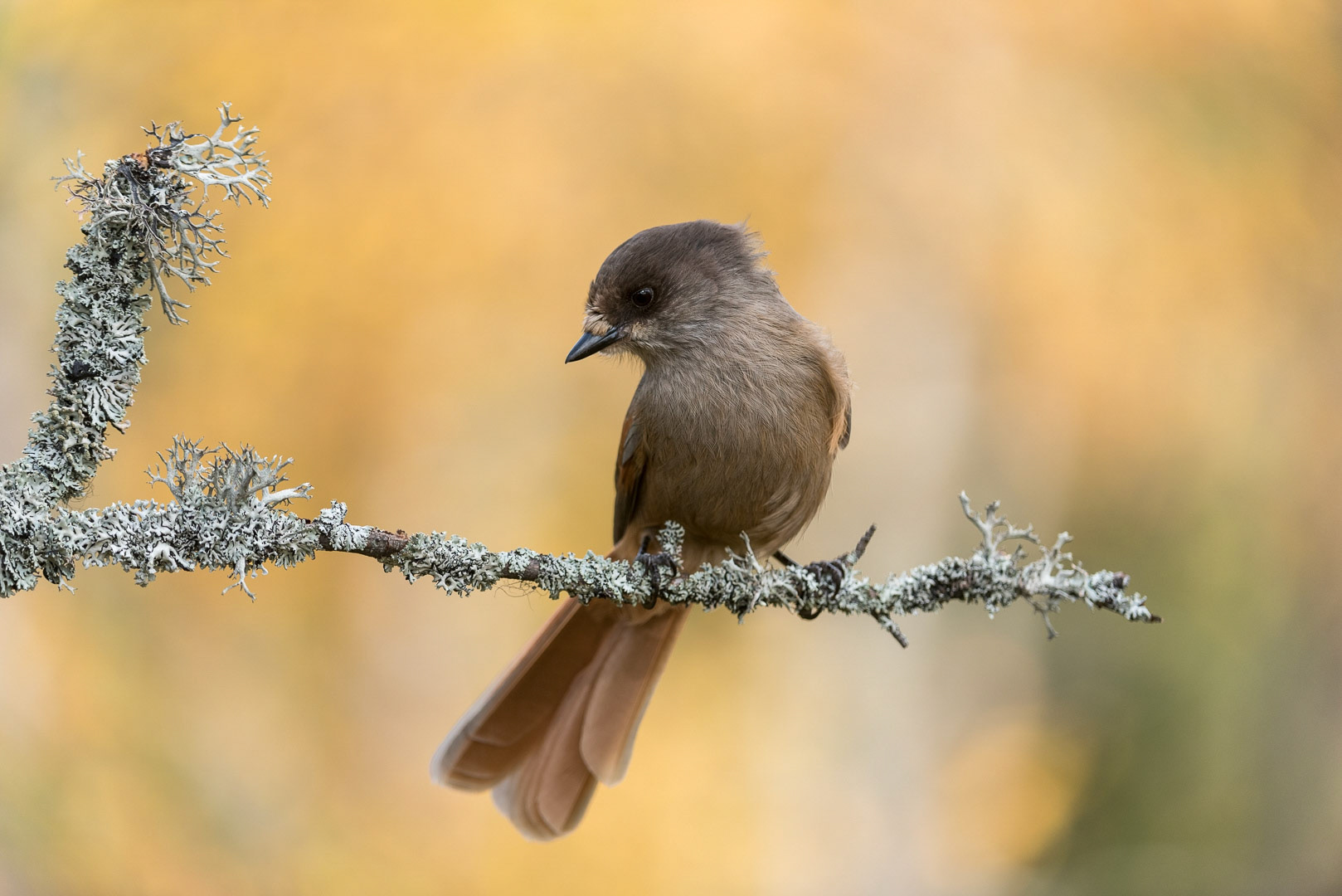 Siberian jay sitting on a branch