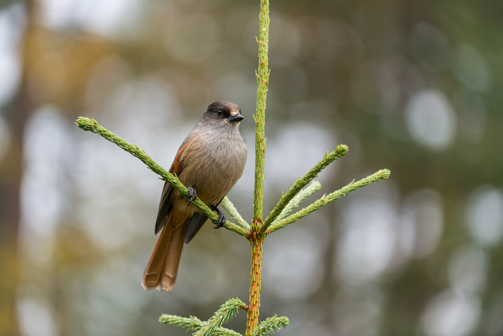 Siberian jay sitting on a branch