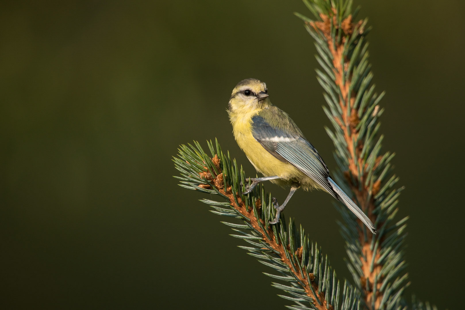 Eurasian blue tit sitting on a branch