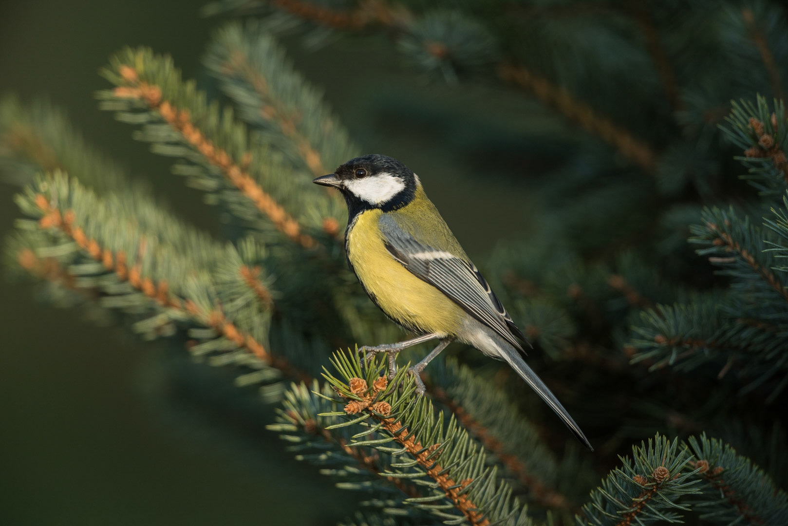 Great tit sitting on a branch