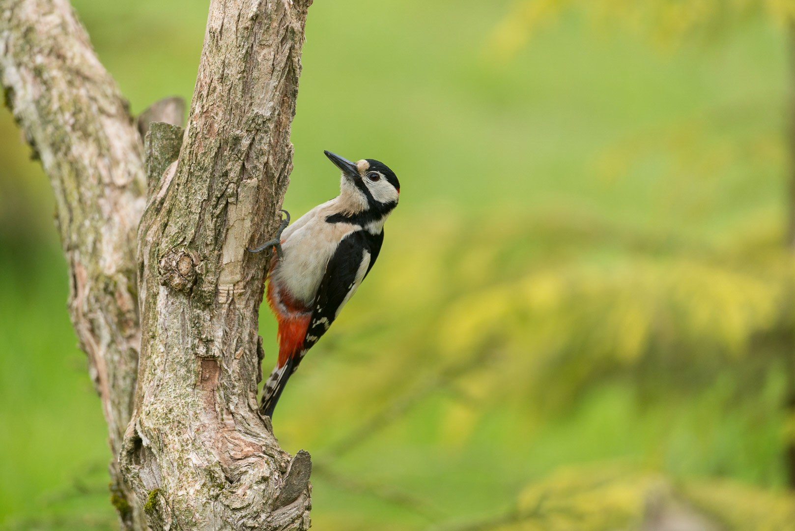Great spotted woodpecker sitting on a branch
