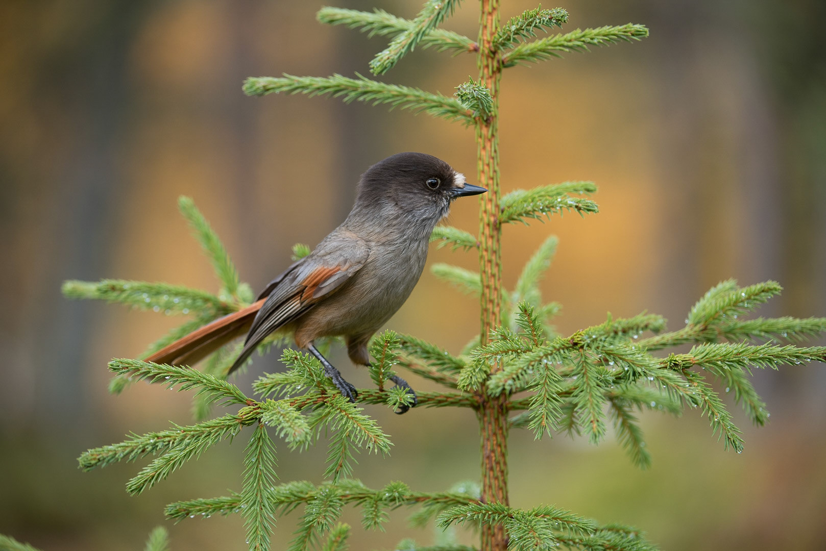 Siberian jay sitting on a branch