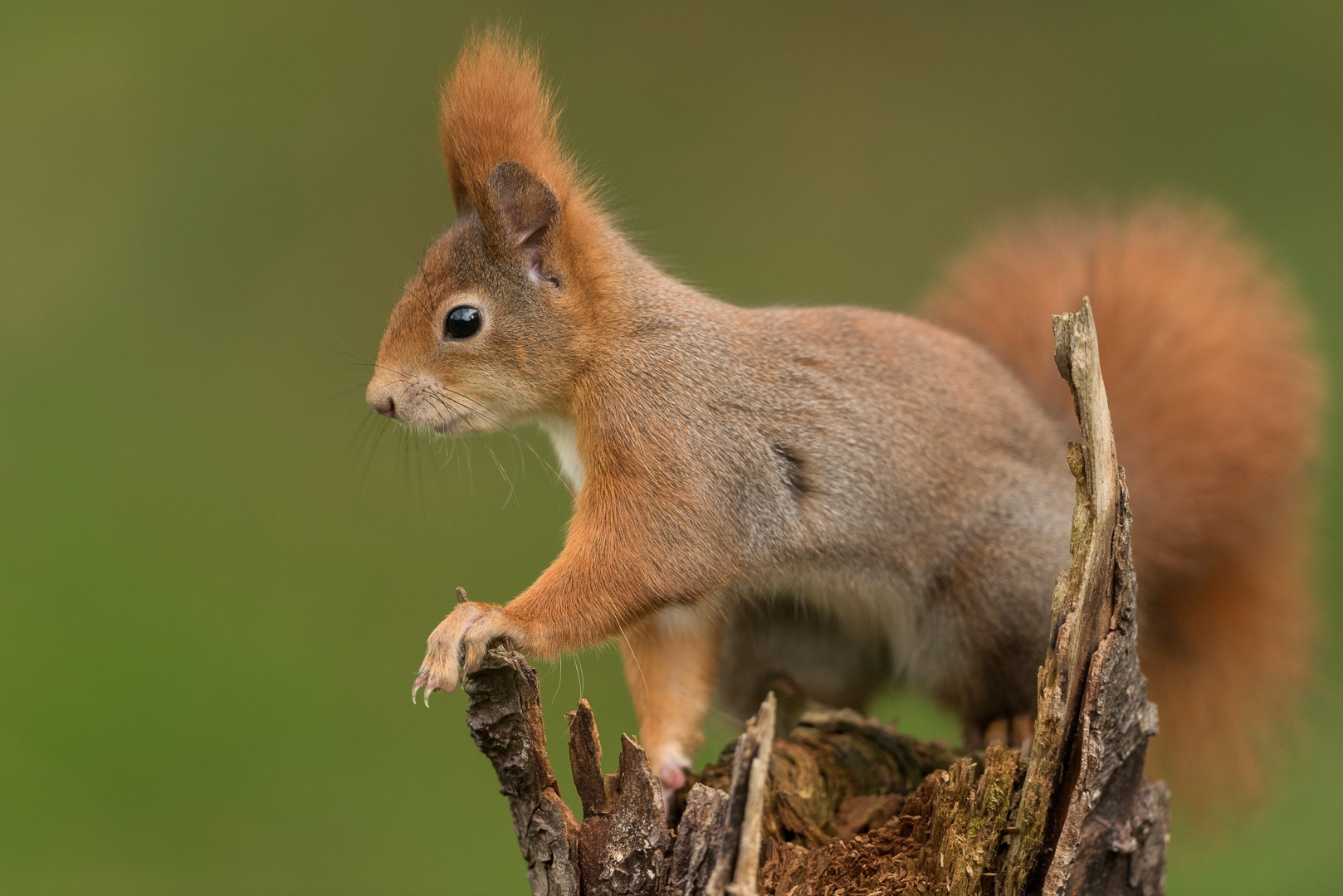 Eurasian red squirrel on a tree trunk