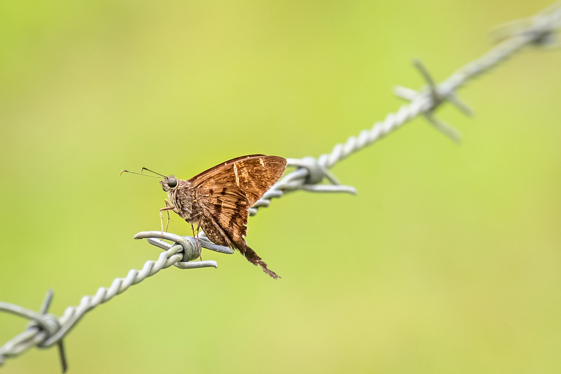 Long-tailed Skipper Butterfly