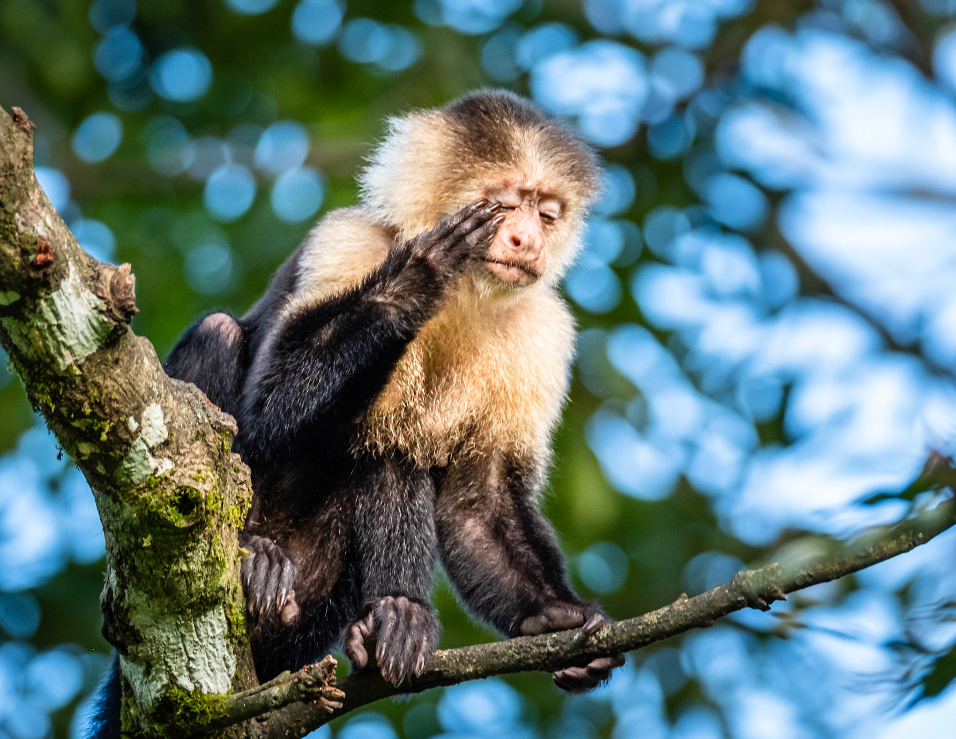 Capuchin Monkey