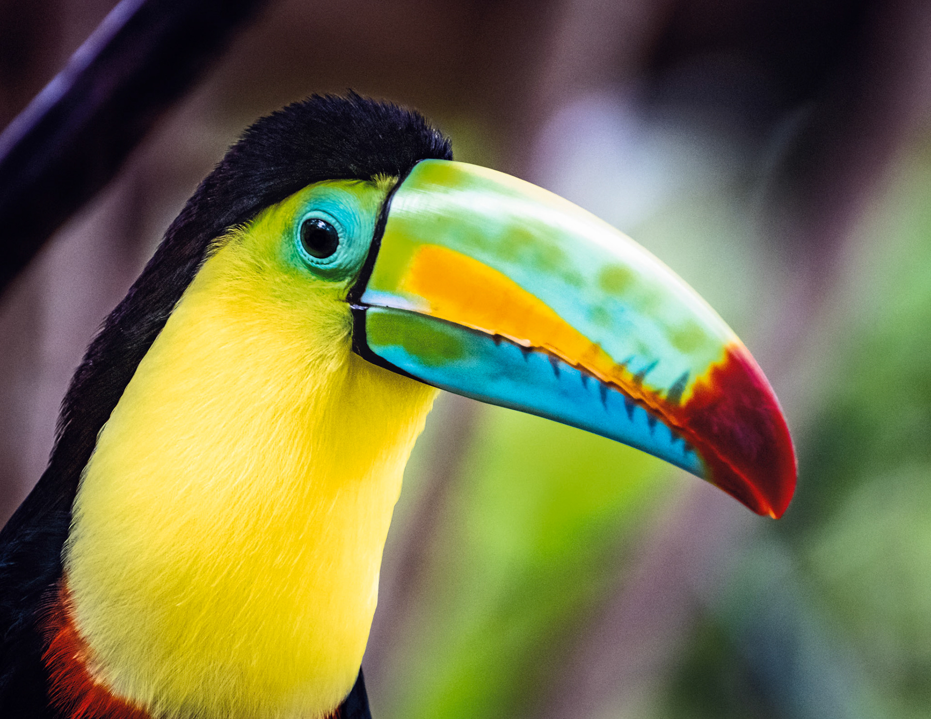 Keel-billed Toucan