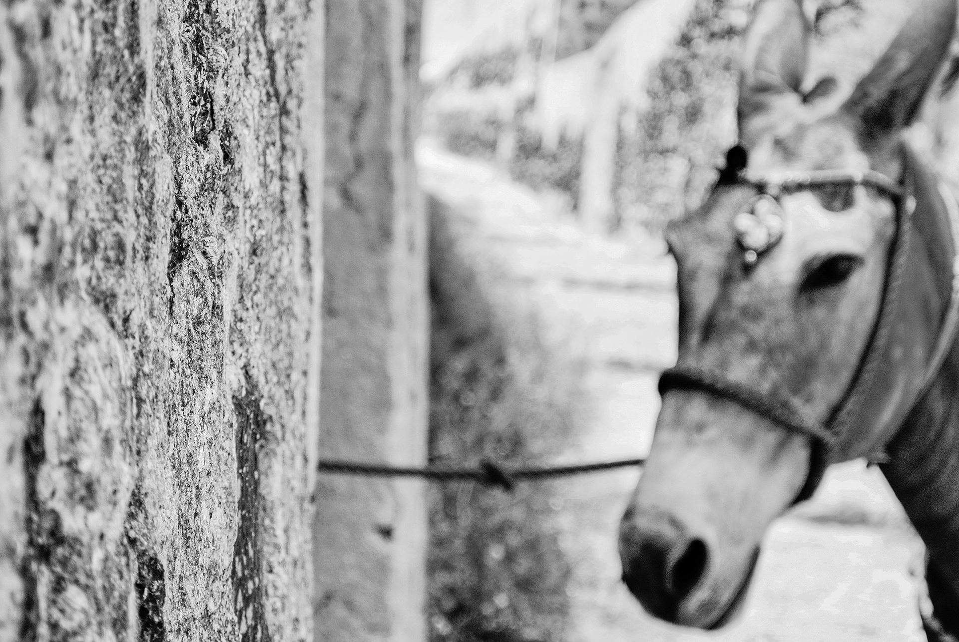 Santorini Donkey B&W | © All rights reserved