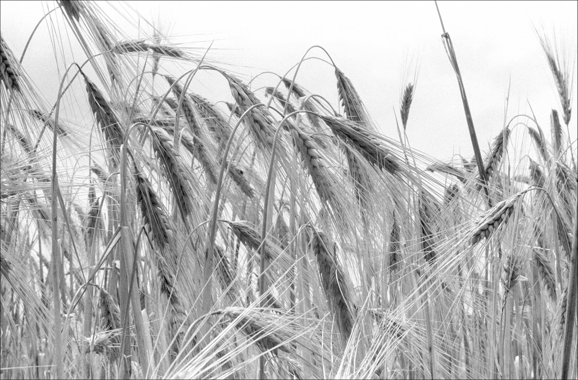 barley ready to harvest