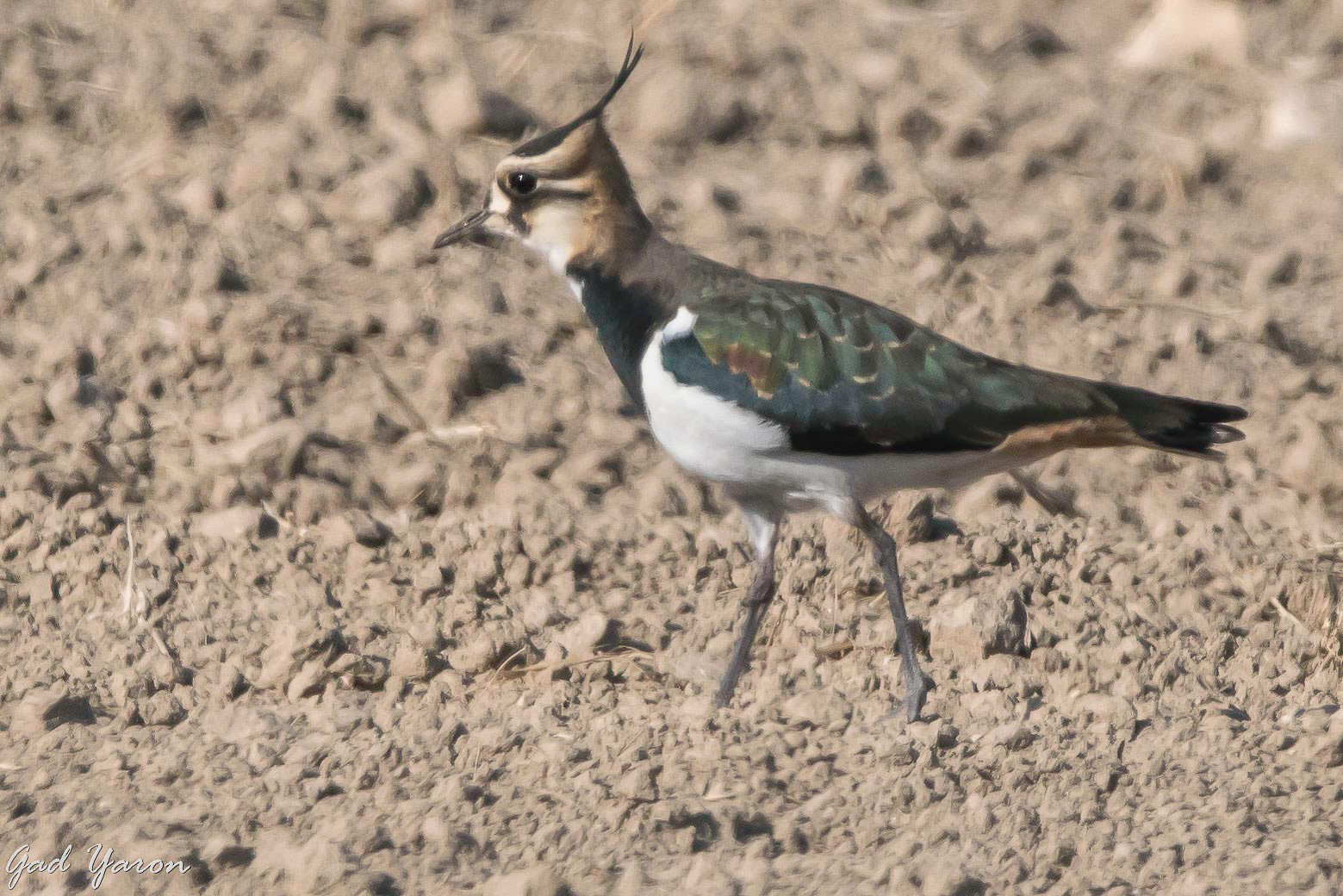 Gad Yaron - Birds Photography - Waders