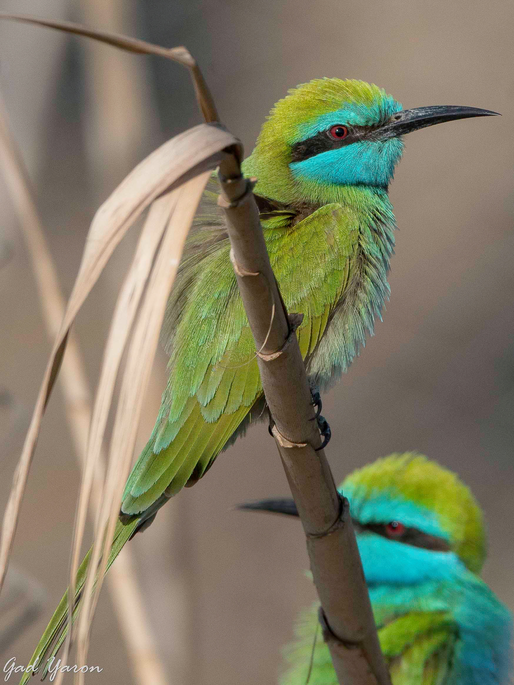 gad-yaron-birds-photography-birds-in-israel