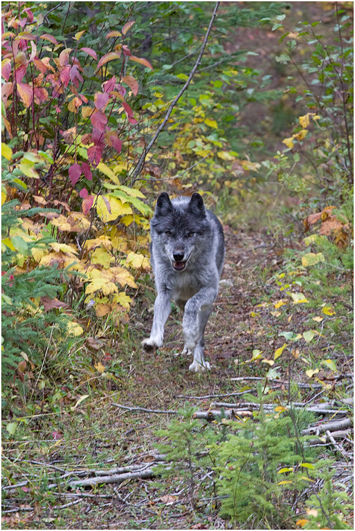 Gray Wolf running, British Columbia, Canada