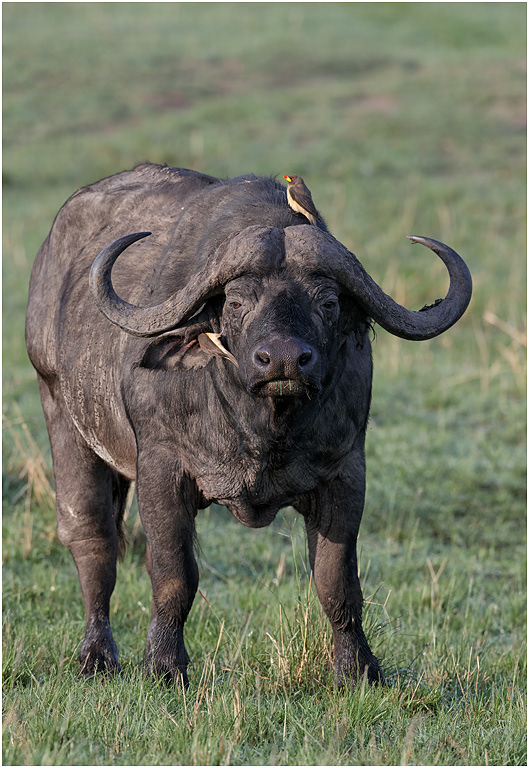 Cape Buffalo Bull - Serengeti NP, Tanzania