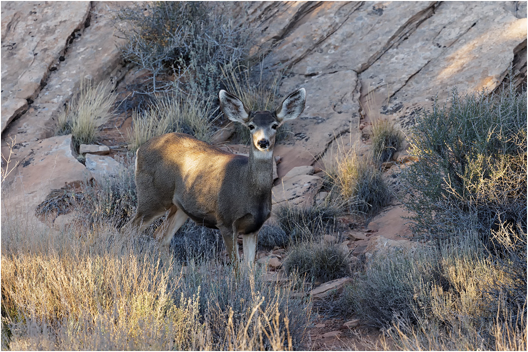 Mule Deer, Arches NP, Utah, USA