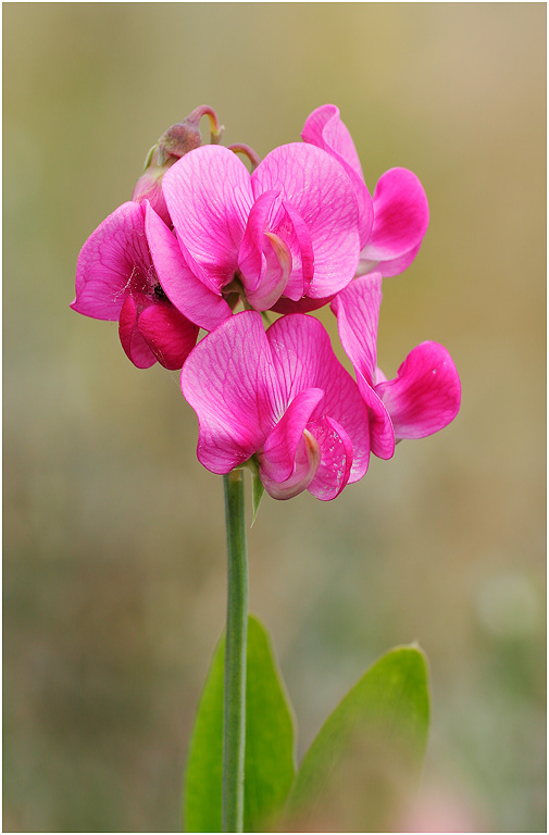 Everlasting Pea