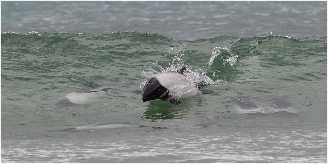 Commerson's Dolphin