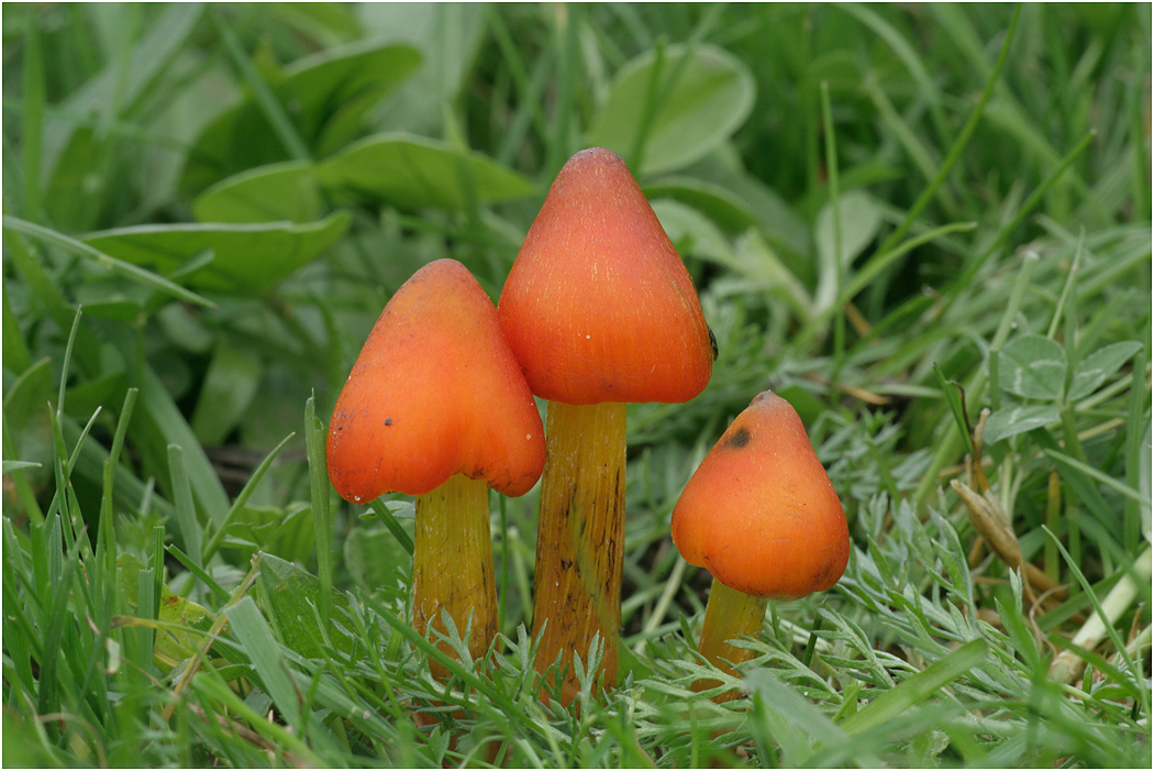 Crimson Wax Cap - Hygrocybe punicea