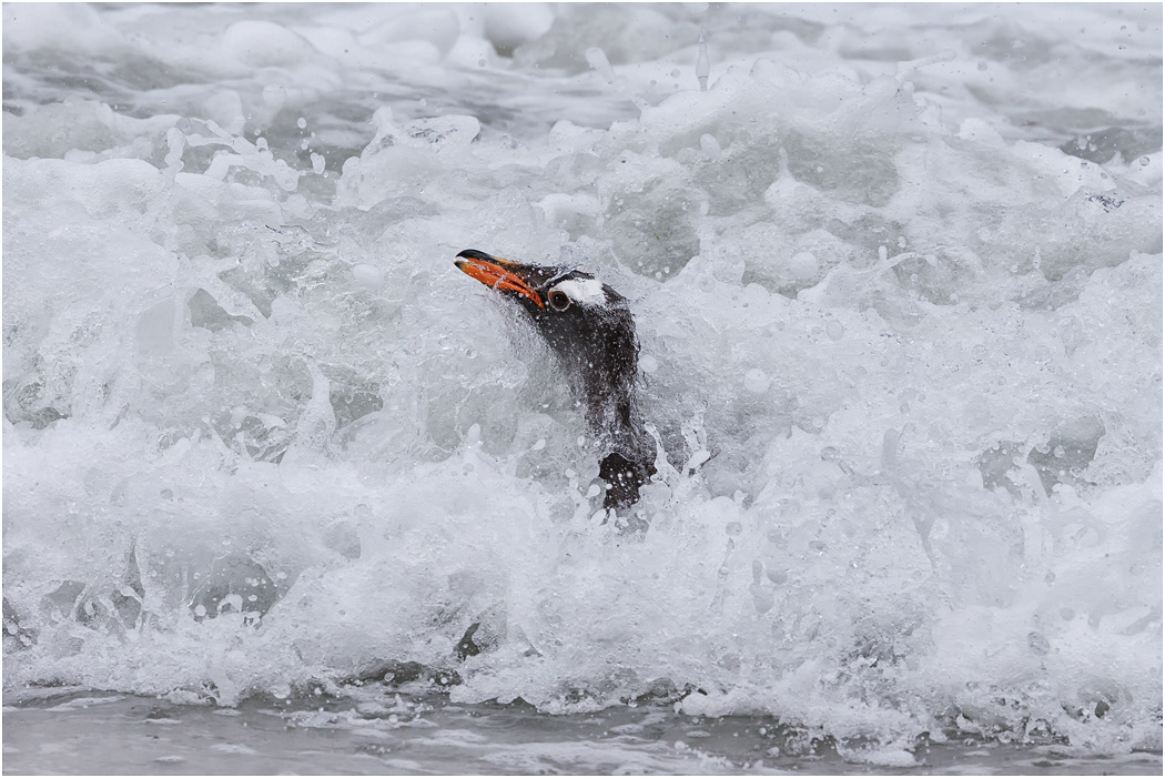Gentoo Penguin in the surf