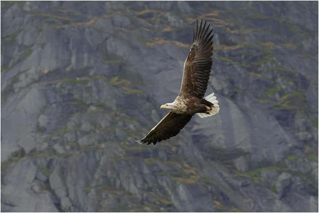 White-tailed Eagle in flight, Norway