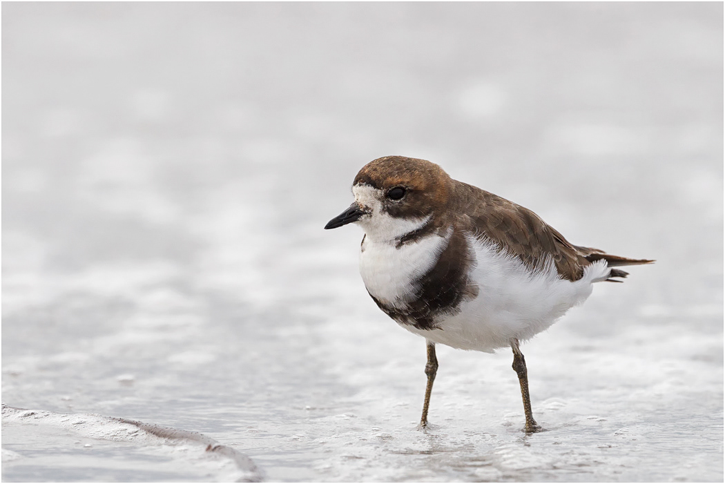 Two-banded Plover