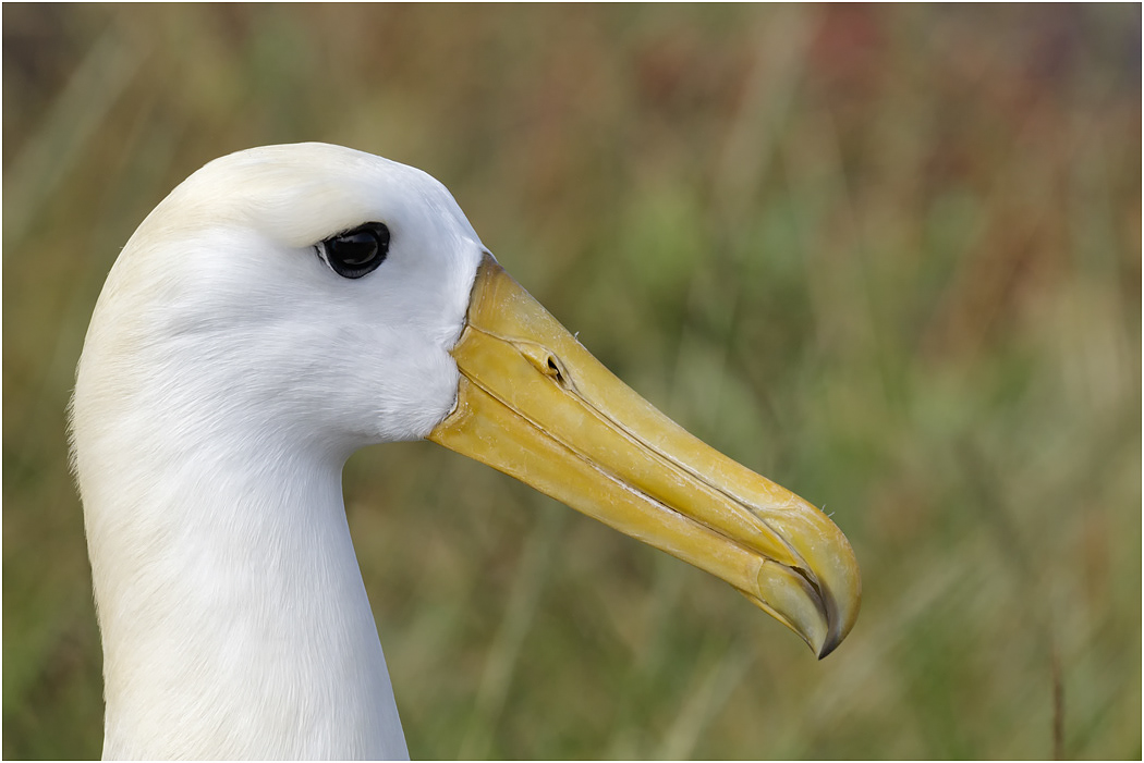 Waved Albatross portrait, Española, Galapagos Islands