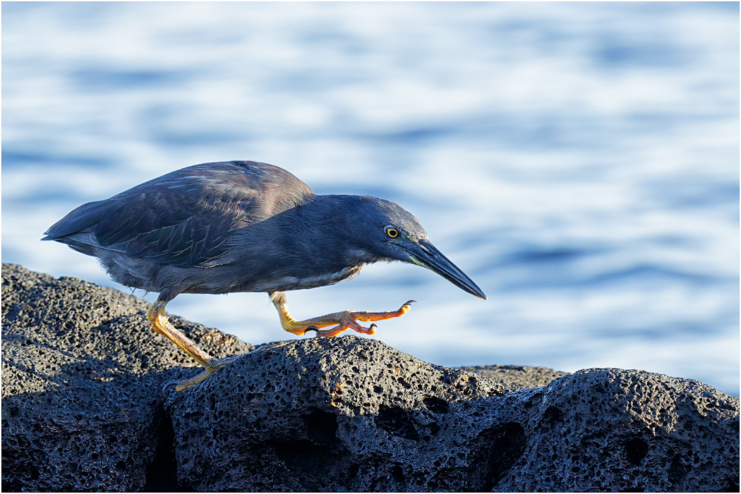 Lava Heron hunting, Galapagos Islands