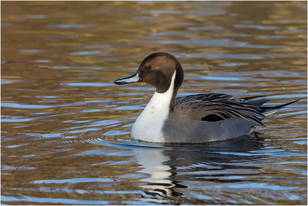 Northern Pintail, Drake