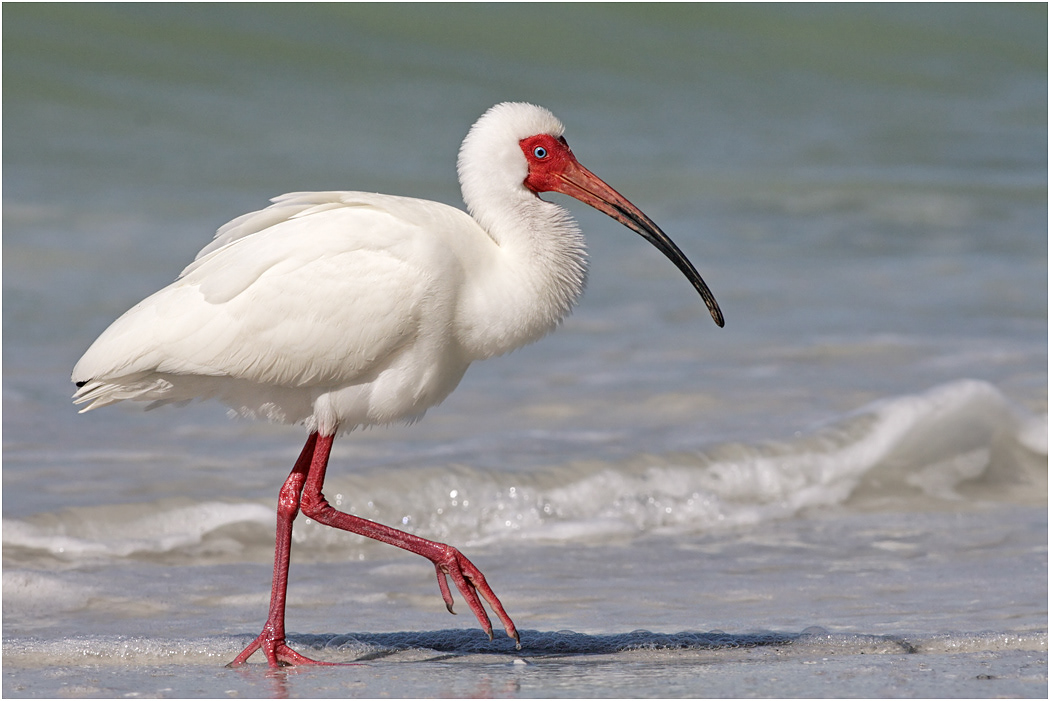 White Ibis, Florida, USA