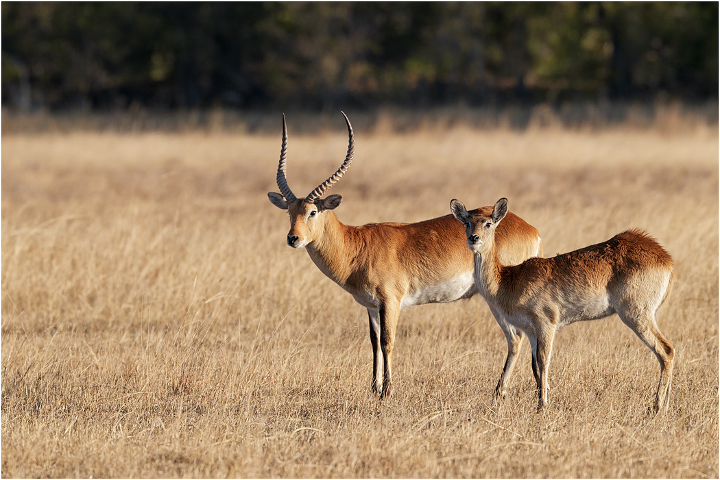 Red Lechwe pair - Botswana