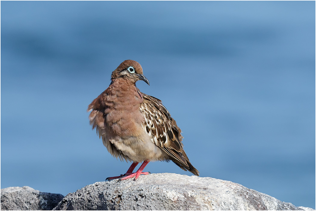 Galapagos Dove