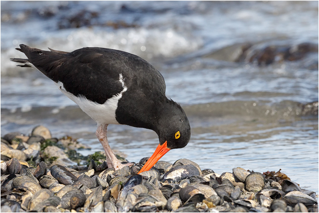 Magellanic Oystercatcher
