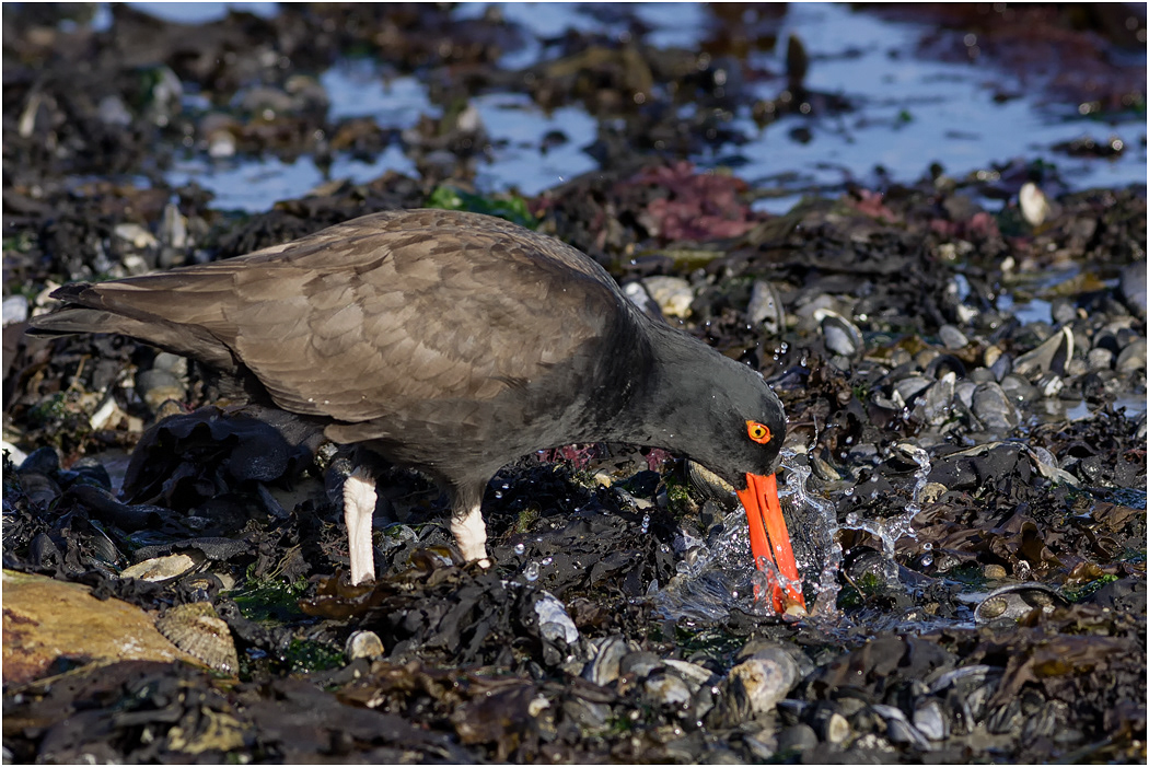 Blackish Oystercatcher feeding